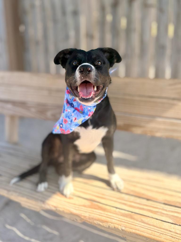 Darlene, Adoptable, Young Female Mixed Breed.