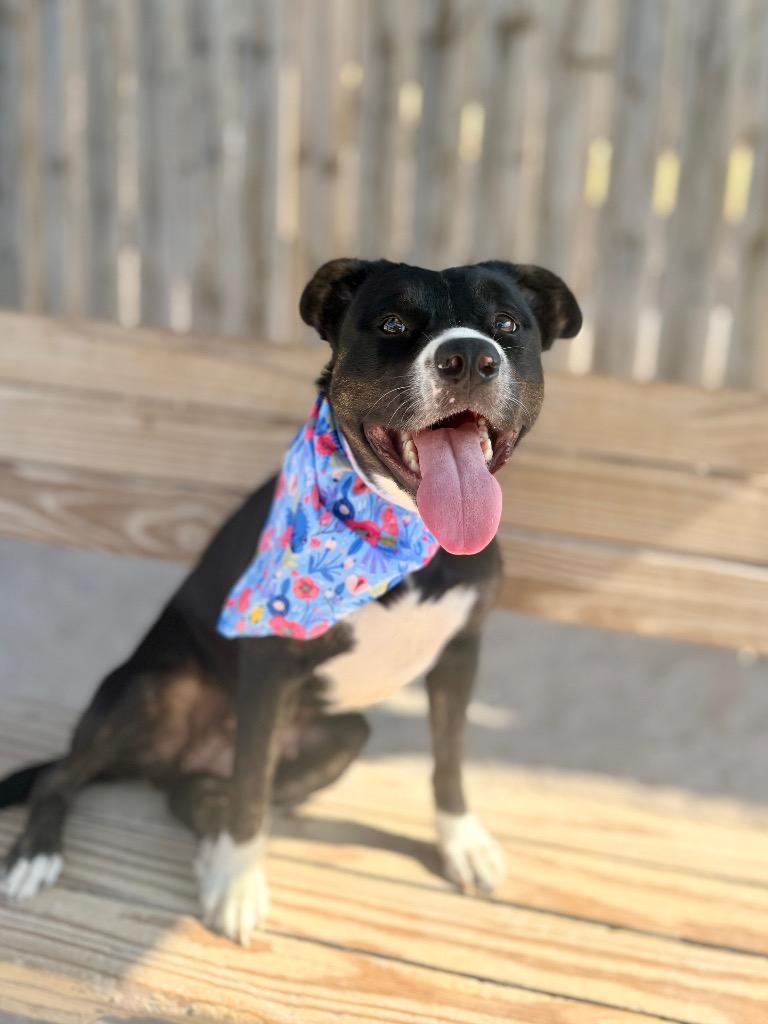 Darlene, a Adoptable Mixed Breed in Muskegon, MI image 2/4