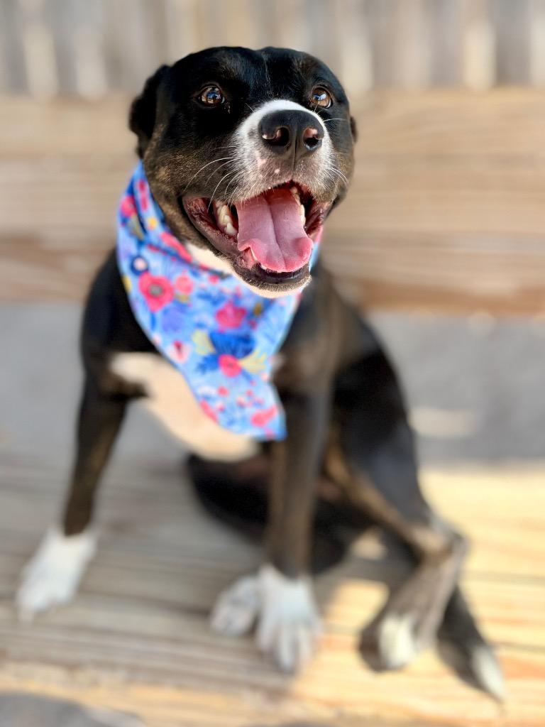Darlene, a Adoptable Mixed Breed in Muskegon, MI image 3/4