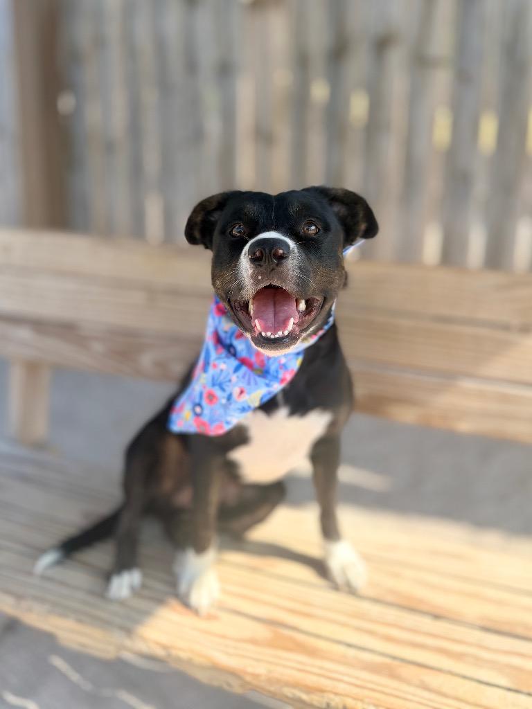 Darlene, a Adoptable Mixed Breed in Muskegon, MI image 4/4