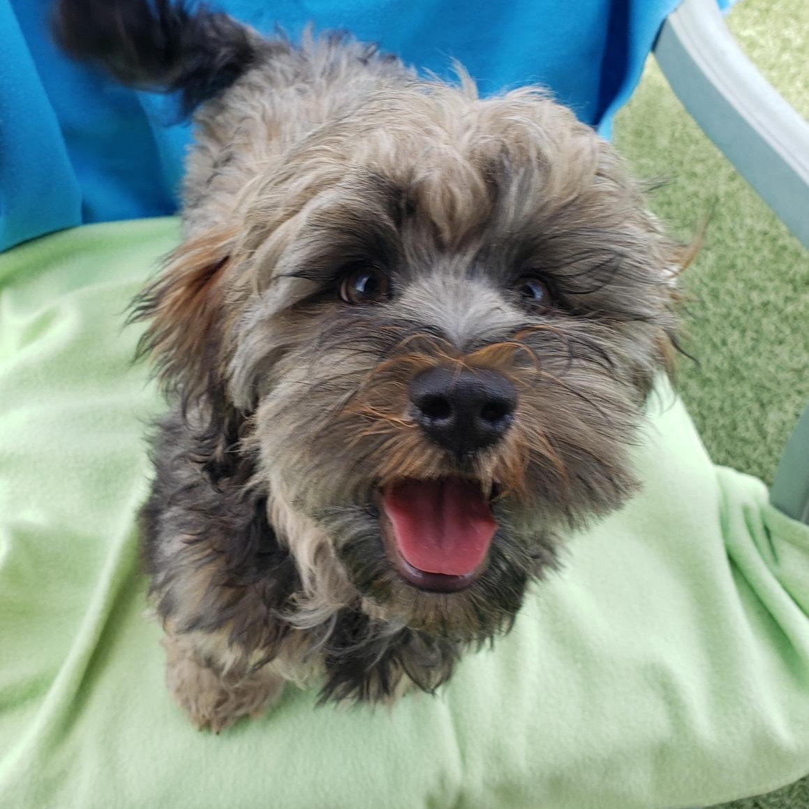Mitchell and Tony, an adoptable Havanese in Gardena, CA, 90248 | Photo Image 2