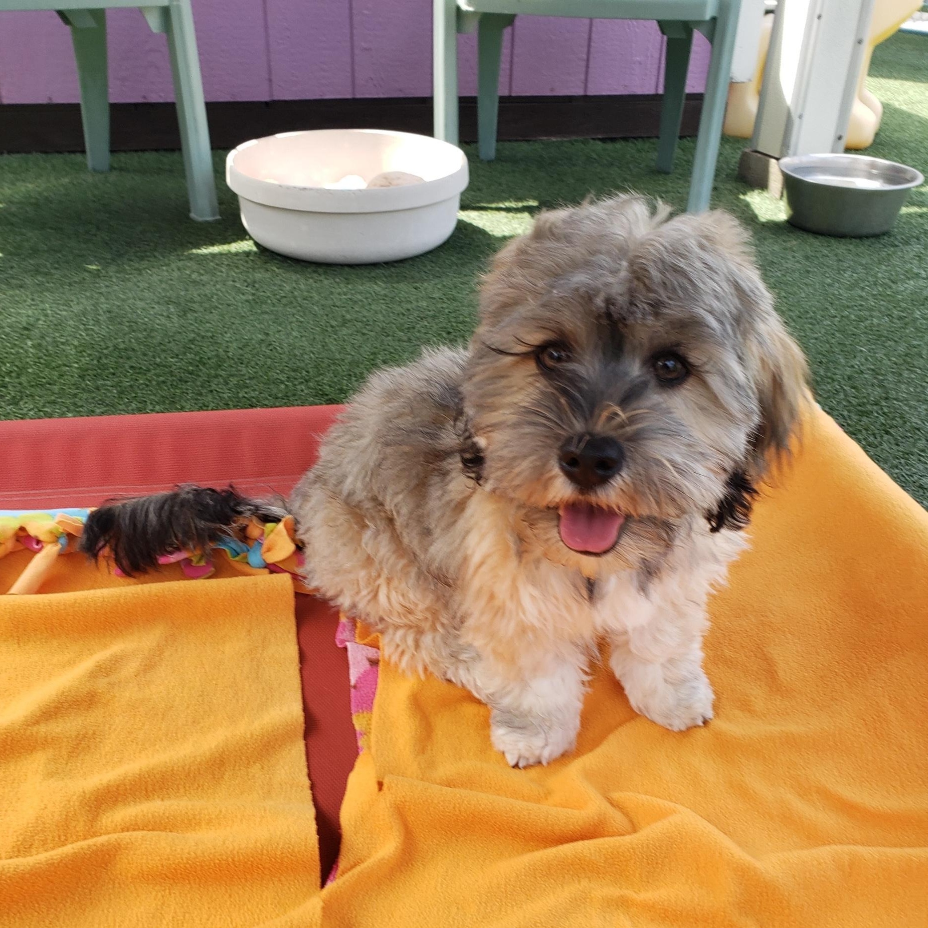 Mitchell and Tony, an adoptable Havanese in Gardena, CA, 90248 | Photo Image 4