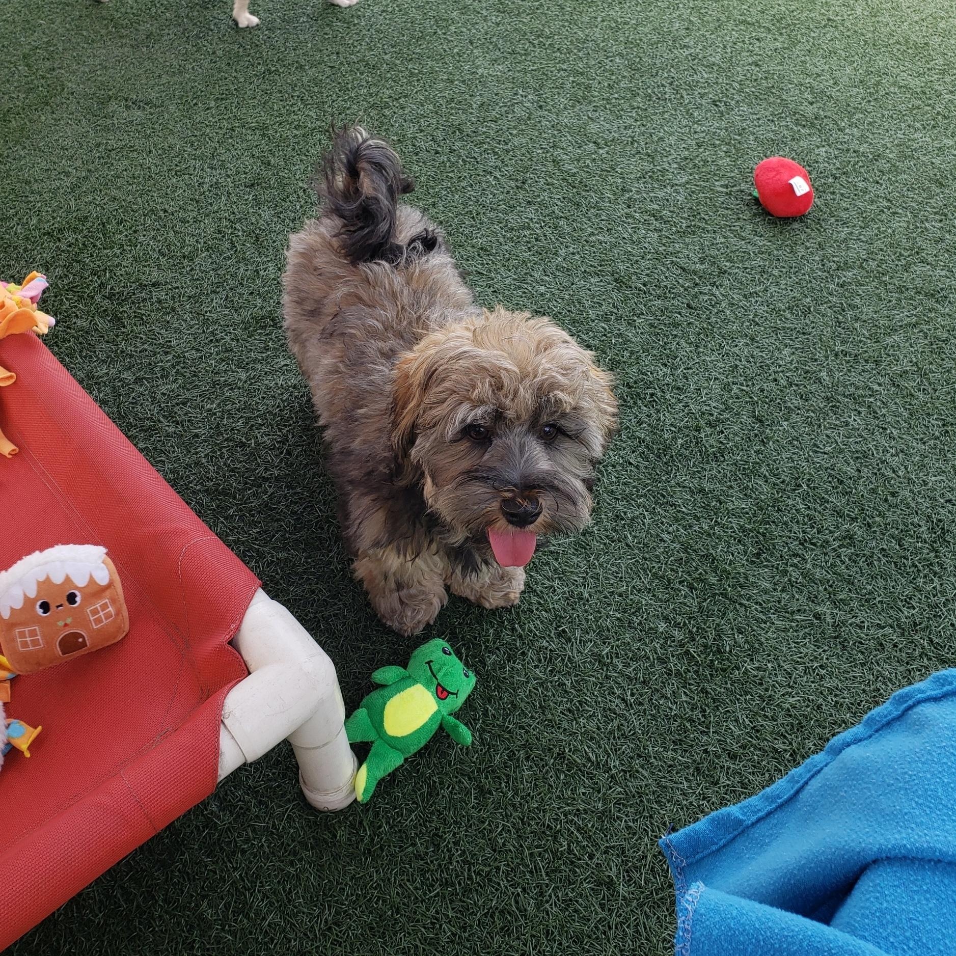 Mitchell and Tony, an adoptable Havanese in Gardena, CA, 90248 | Photo Image 5