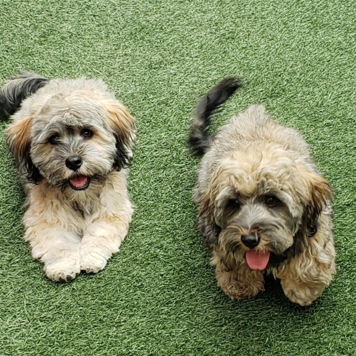 Mitchell and Tony, an adoptable Havanese in Gardena, CA, 90248 | Photo Image 1