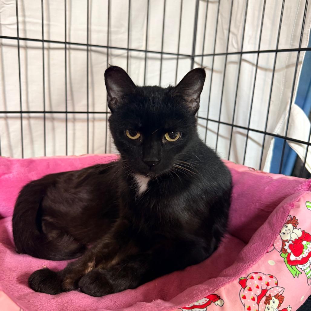 Rustoleum, Adoptable, Adult Female Domestic Short Hair.