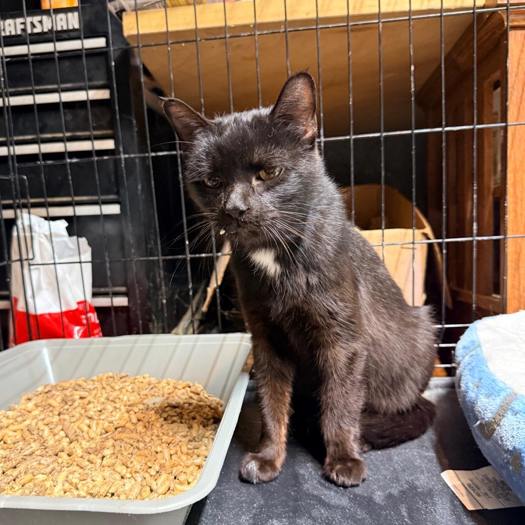 Enlarge Rustoleum, a Adoptable Domestic Short Hair in Irwin, PA image 2/2