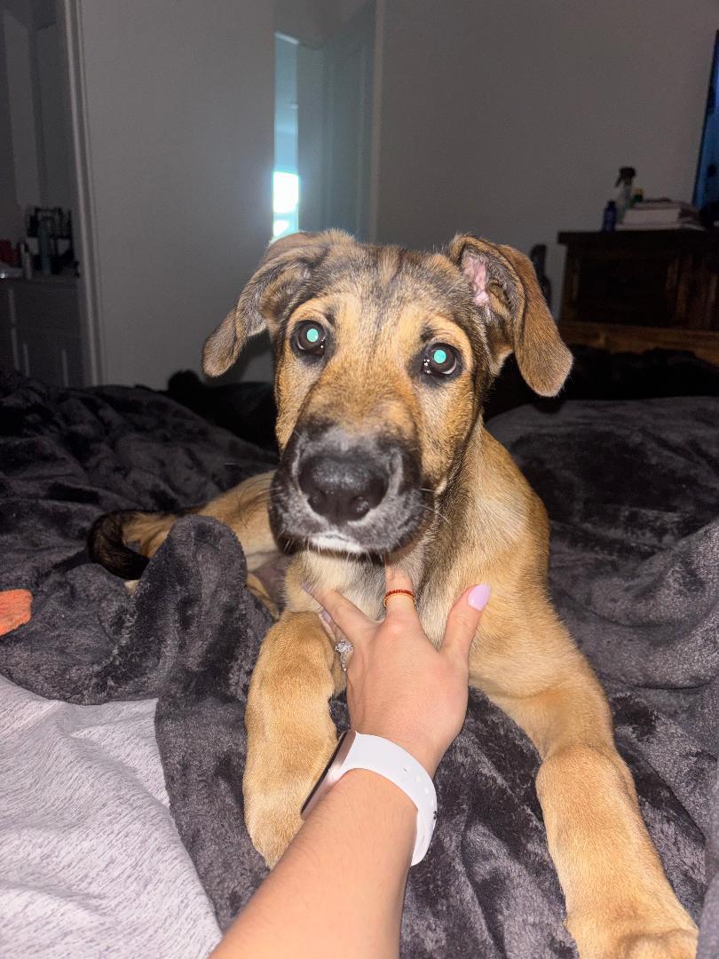 Enlarge Oliver, a ADOPTABLE mixed breed in Houston, TX image 3/4