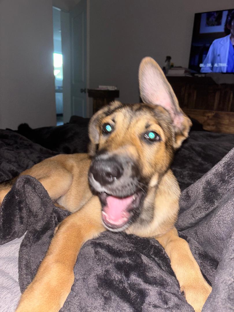 Enlarge Oliver, a ADOPTABLE mixed breed in Houston, TX image 2/4