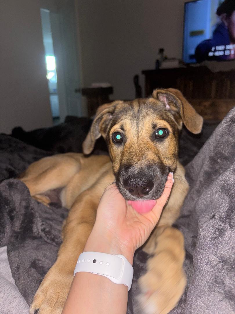 Oliver, ADOPTABLE, Puppy Male Great Dane & German Shepherd Dog.