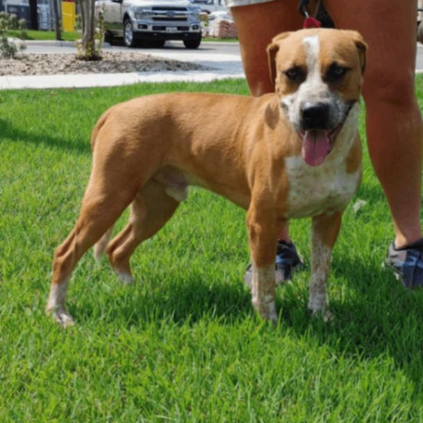 Enlarge Beasley, a Adoptable mixed breed in San Antonio , TX image 5/6