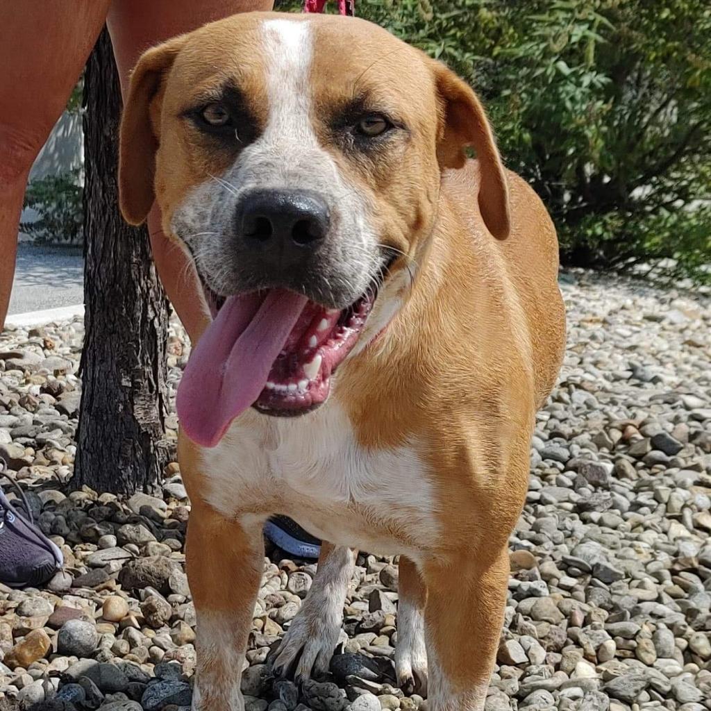 Beasley, Adoptable, Young Male Black Mouth Cur & Coonhound.