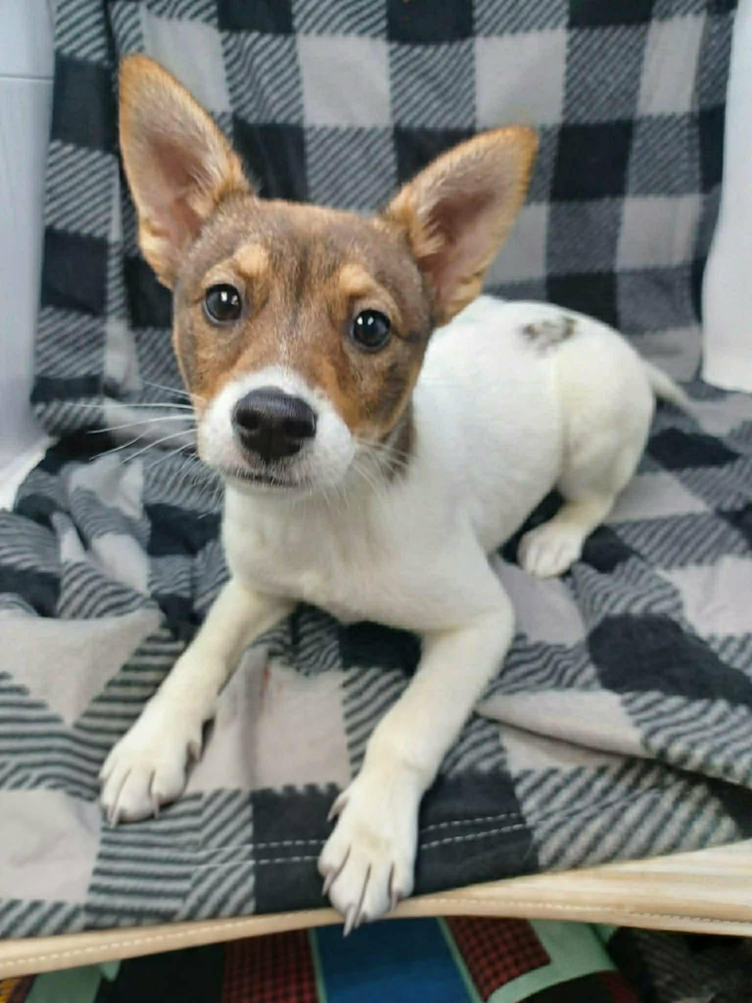 Enlarge Bronwyn , an adopted mixed breed in Brooklyn, NY image 2/6