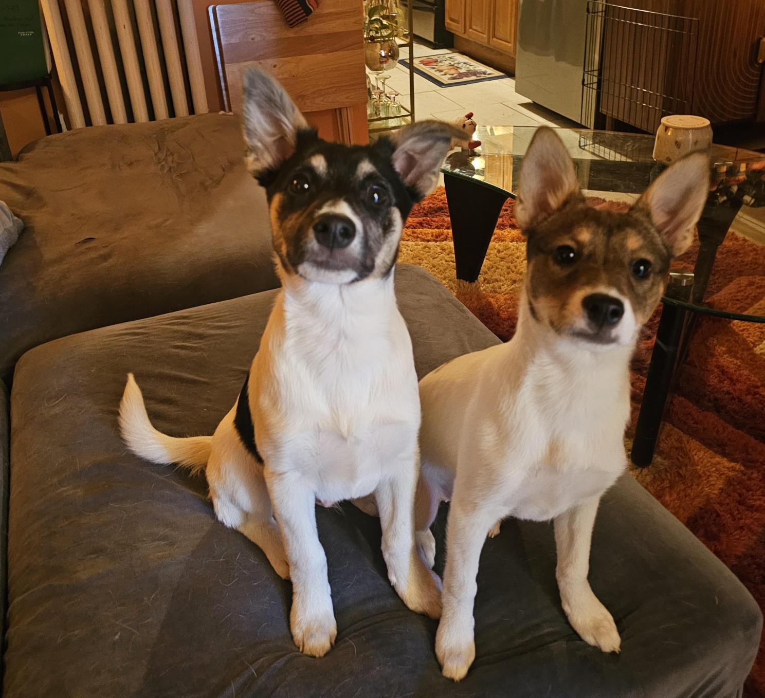 Enlarge Bronwyn , an adopted mixed breed in Brooklyn, NY image 6/6