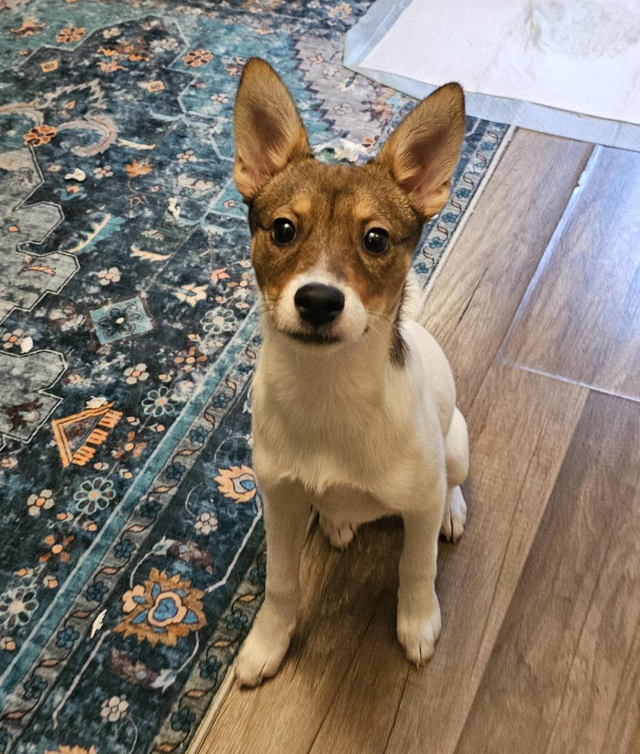 Bronwyn , adopted, Puppy Female Husky & Rat Terrier.