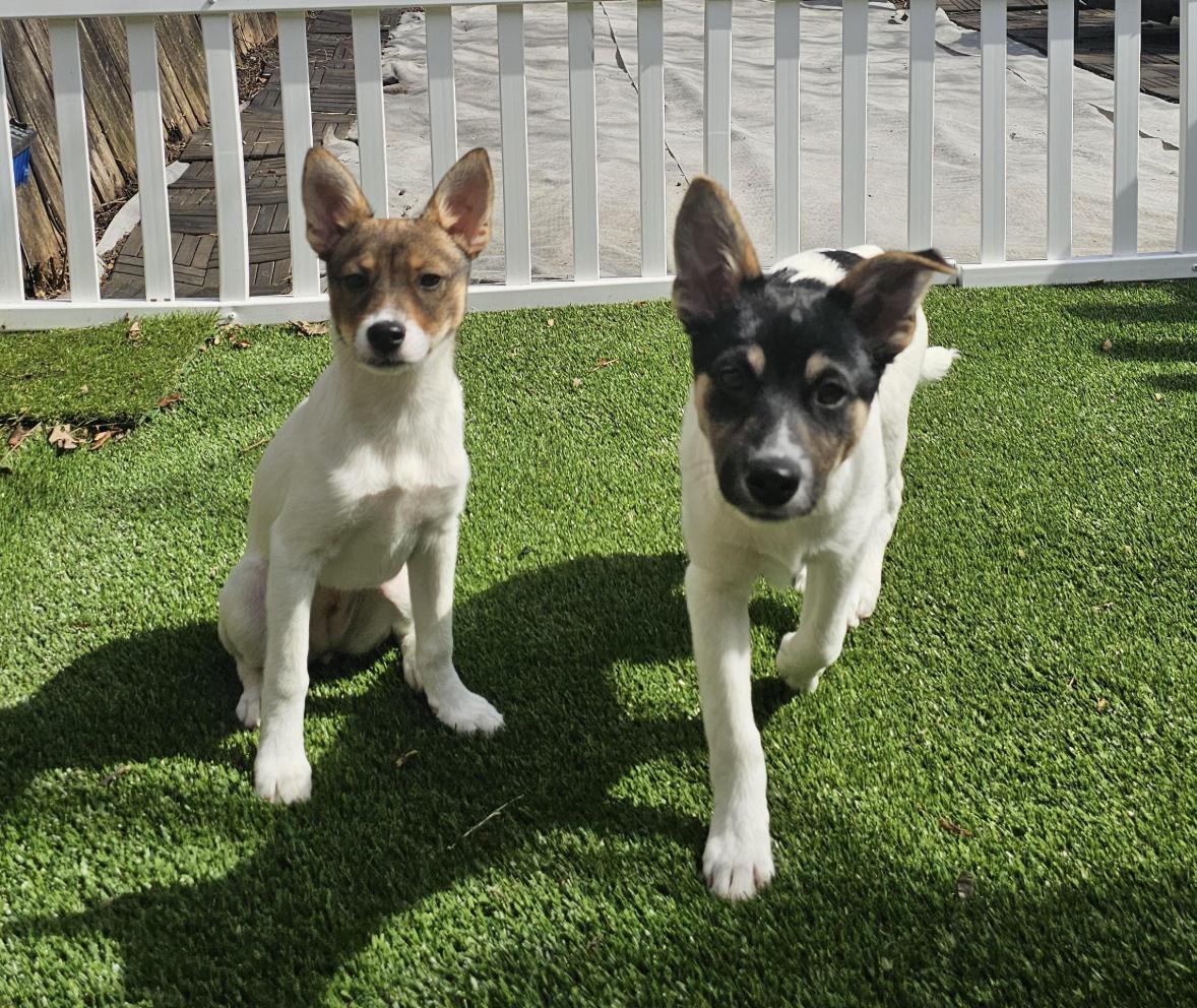 Enlarge Bronwyn , an adopted mixed breed in Brooklyn, NY image 4/6