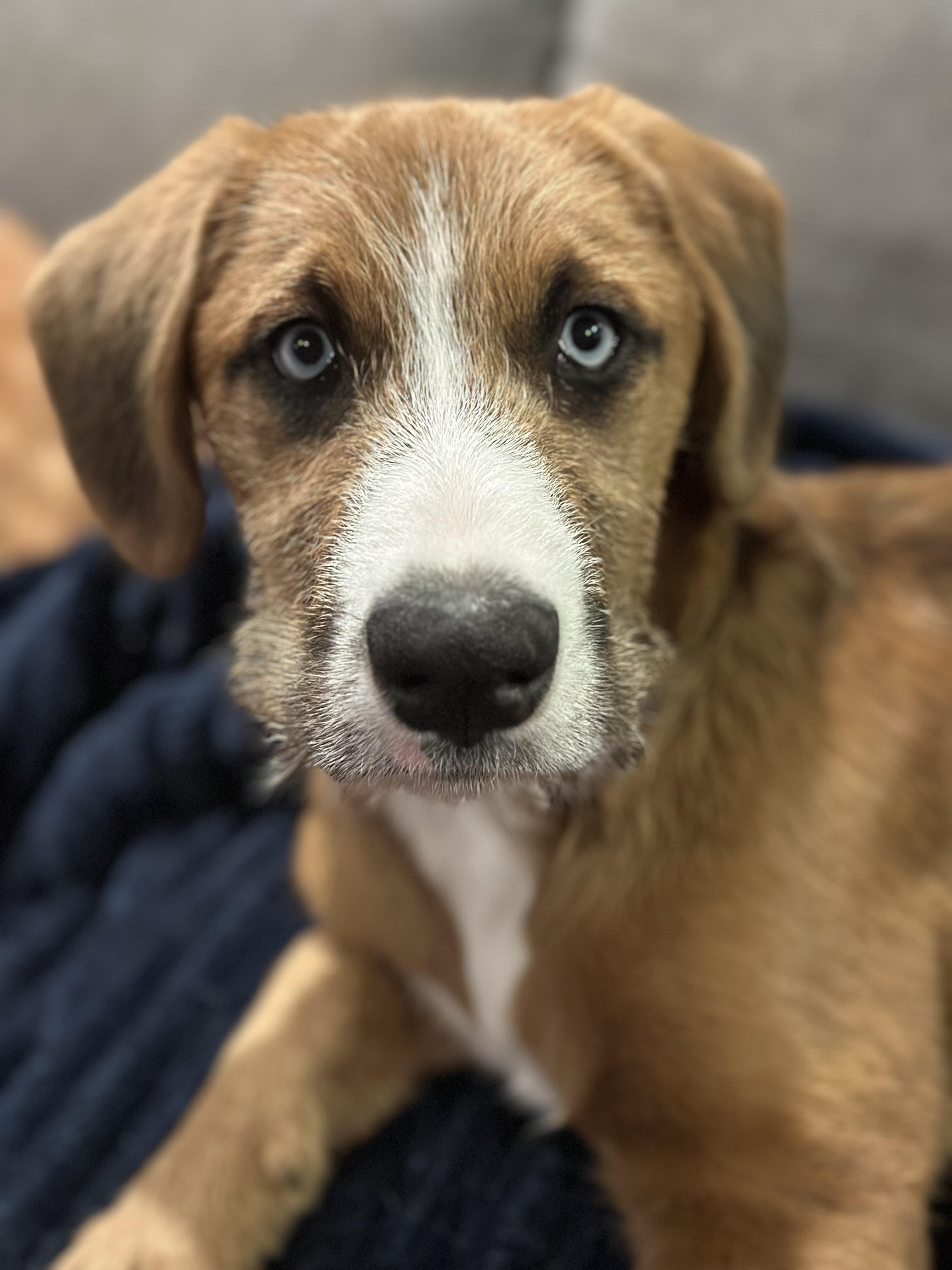 Enlarge Chewy, a ADOPTABLE mixed breed in Dewitt, MI image 4/6