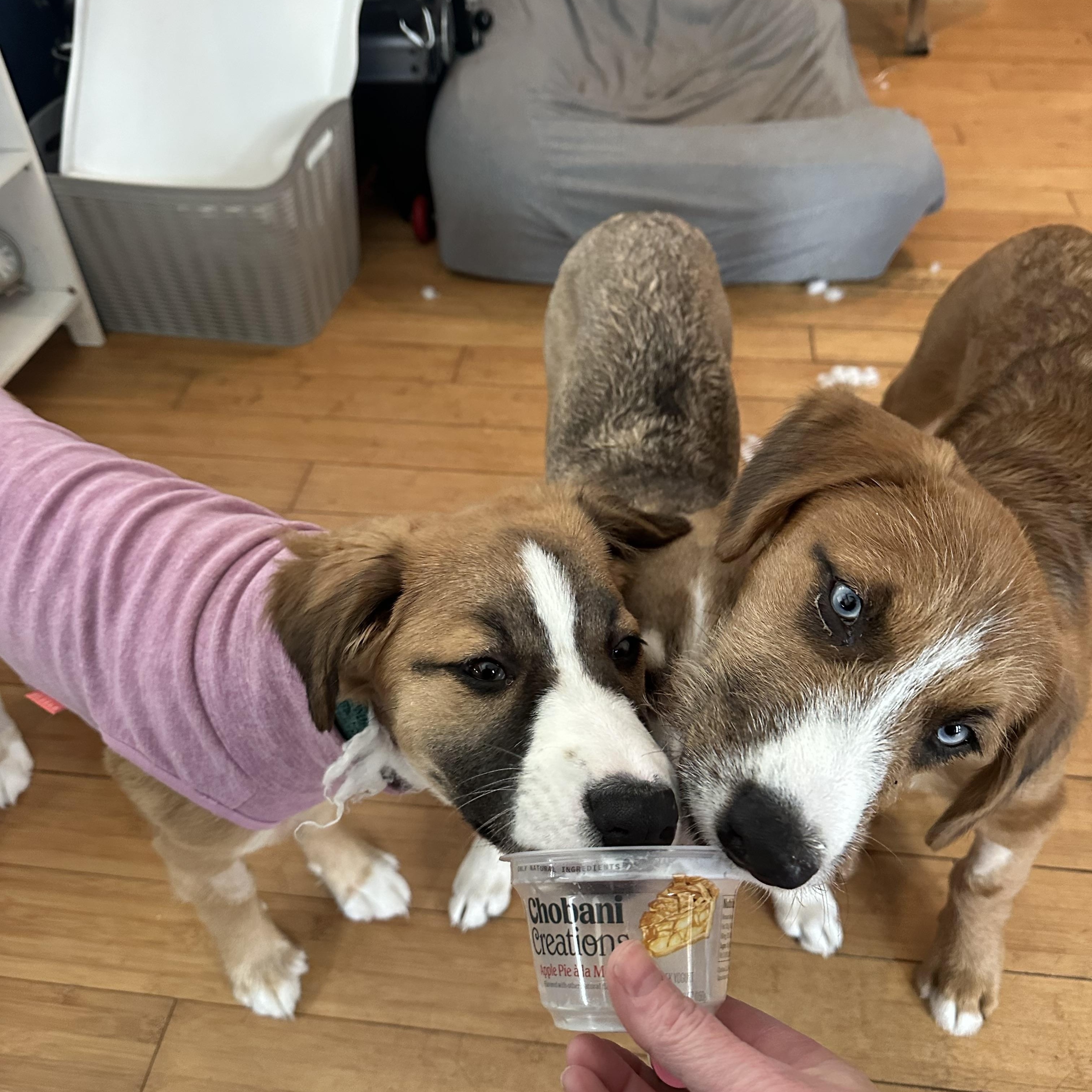 Enlarge Chewy, a ADOPTABLE mixed breed in Dewitt, MI image 2/6