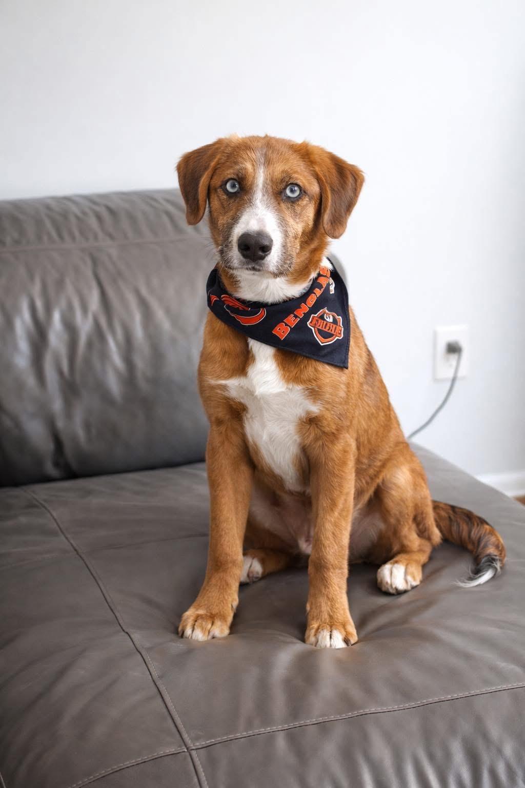 Chewy, ADOPTABLE, Young Male Husky.