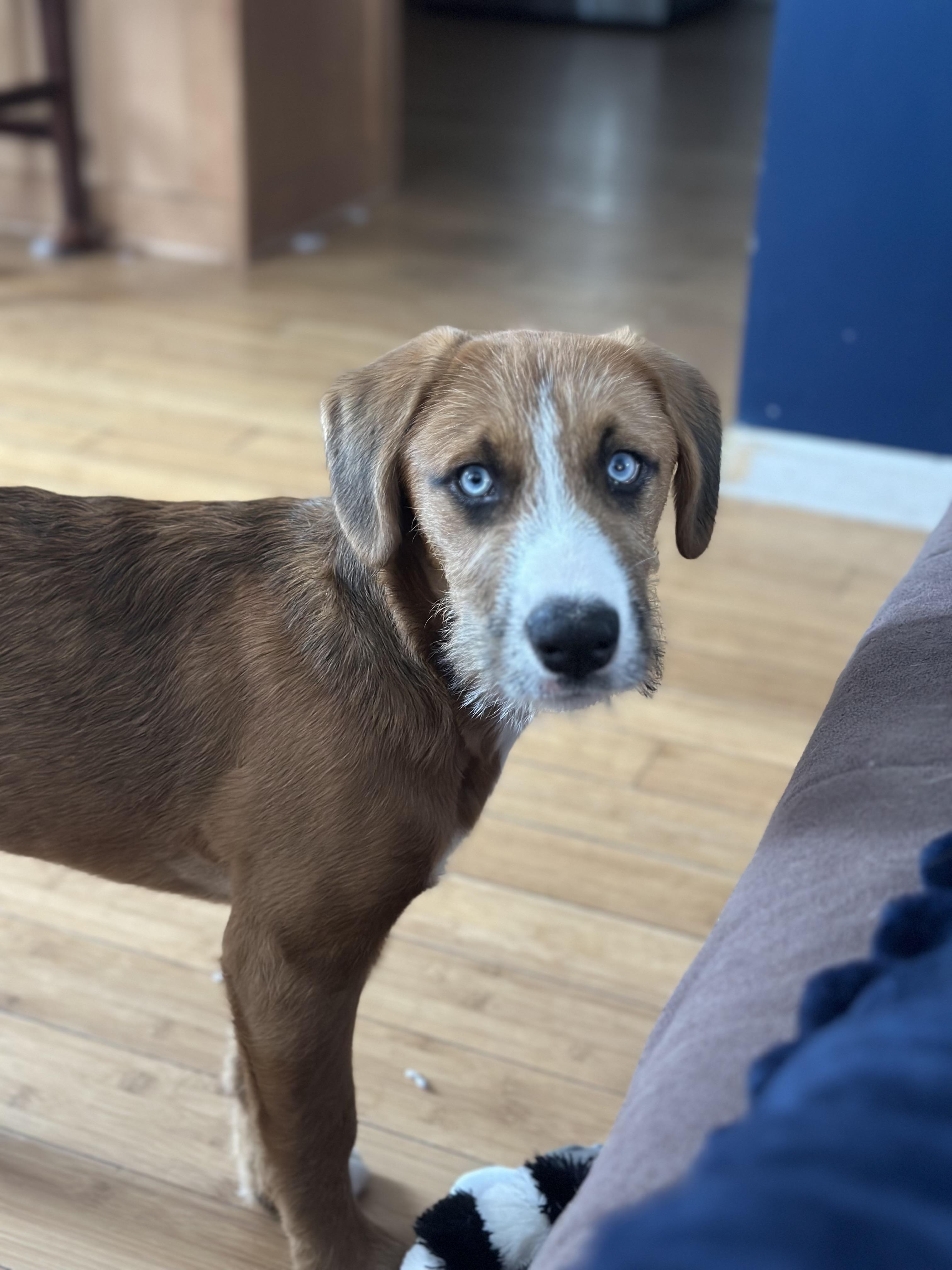 Enlarge Chewy, a ADOPTABLE mixed breed in Dewitt, MI image 3/6