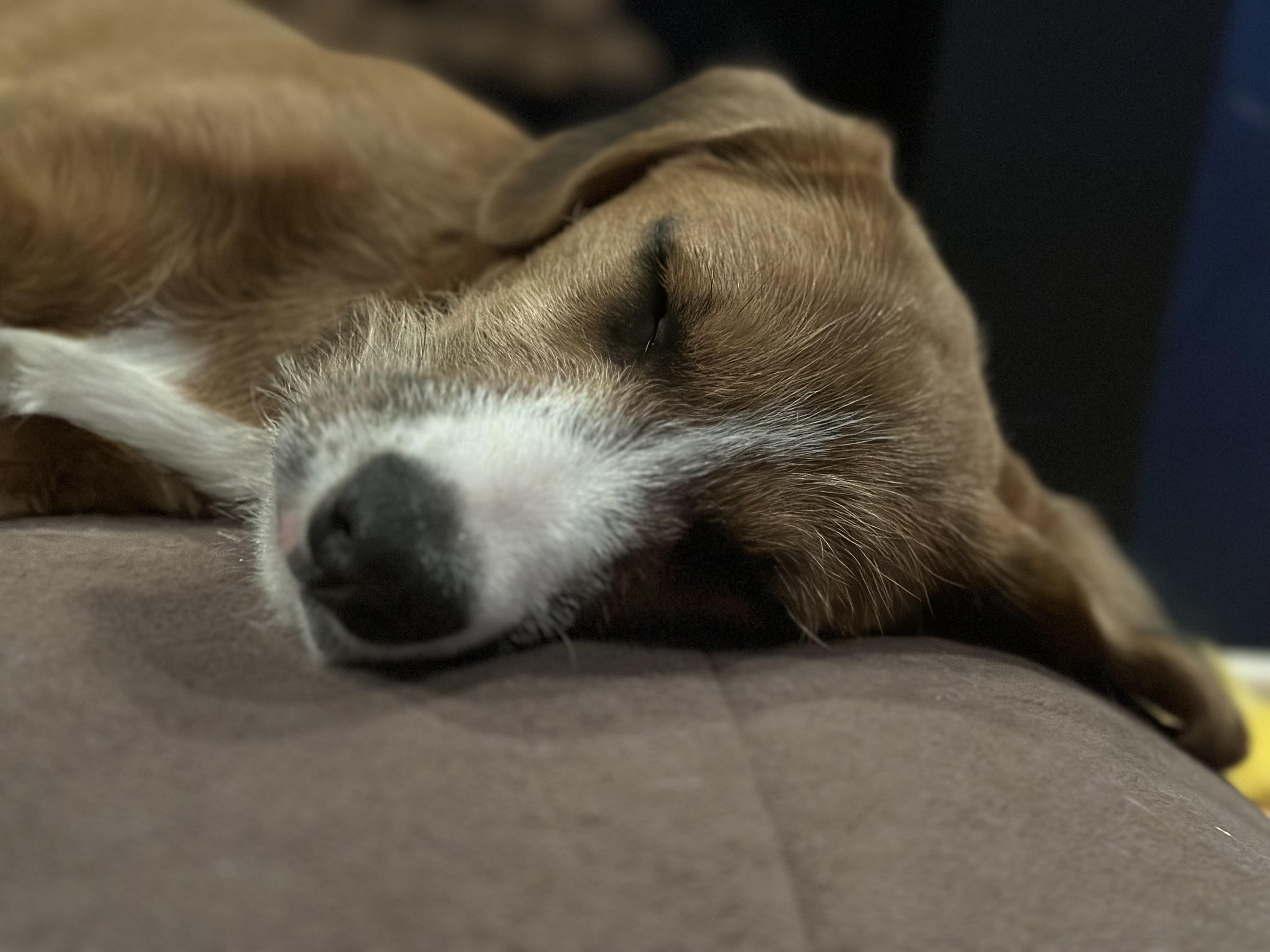 Enlarge Chewy, a ADOPTABLE mixed breed in Dewitt, MI image 6/6