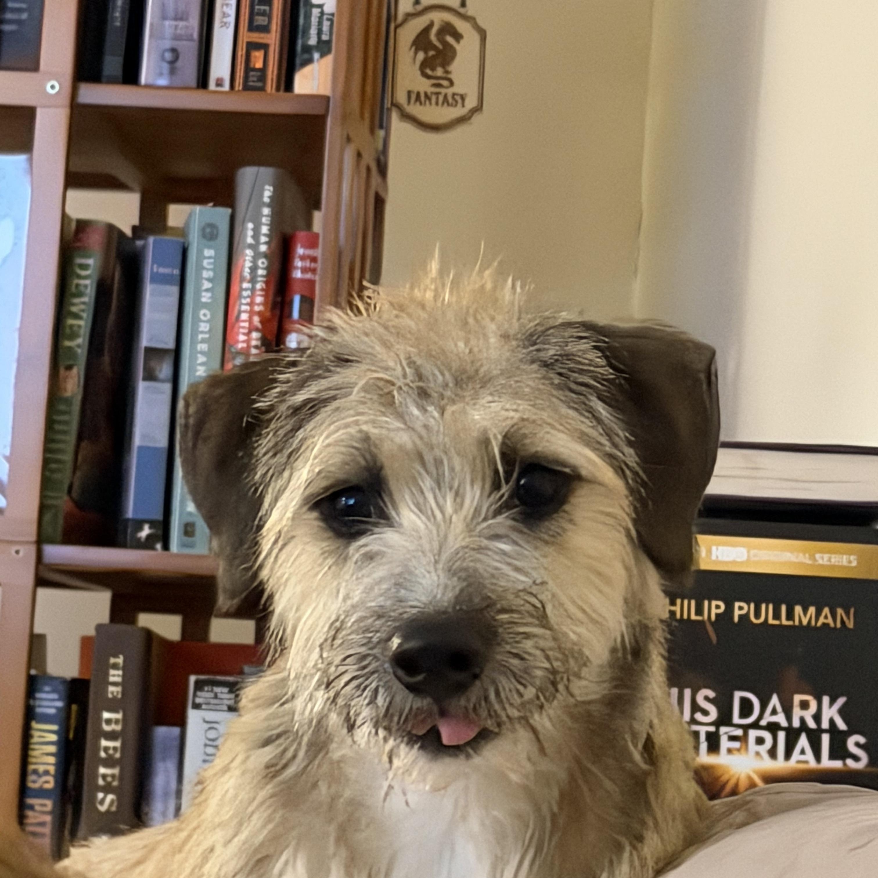 Enlarge Chloe, an adopted mixed breed in Goshen, NH image 1/6