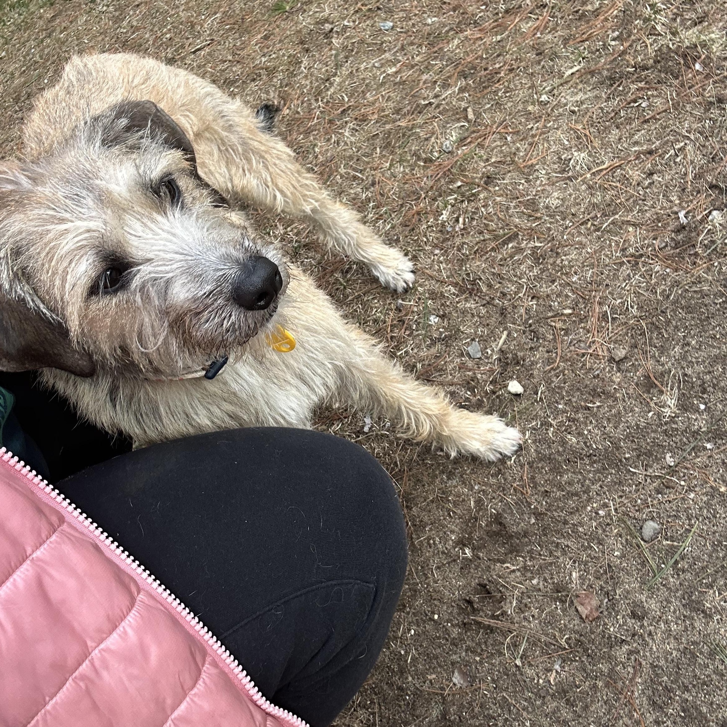 Enlarge Chloe, an adopted mixed breed in Goshen, NH image 6/6