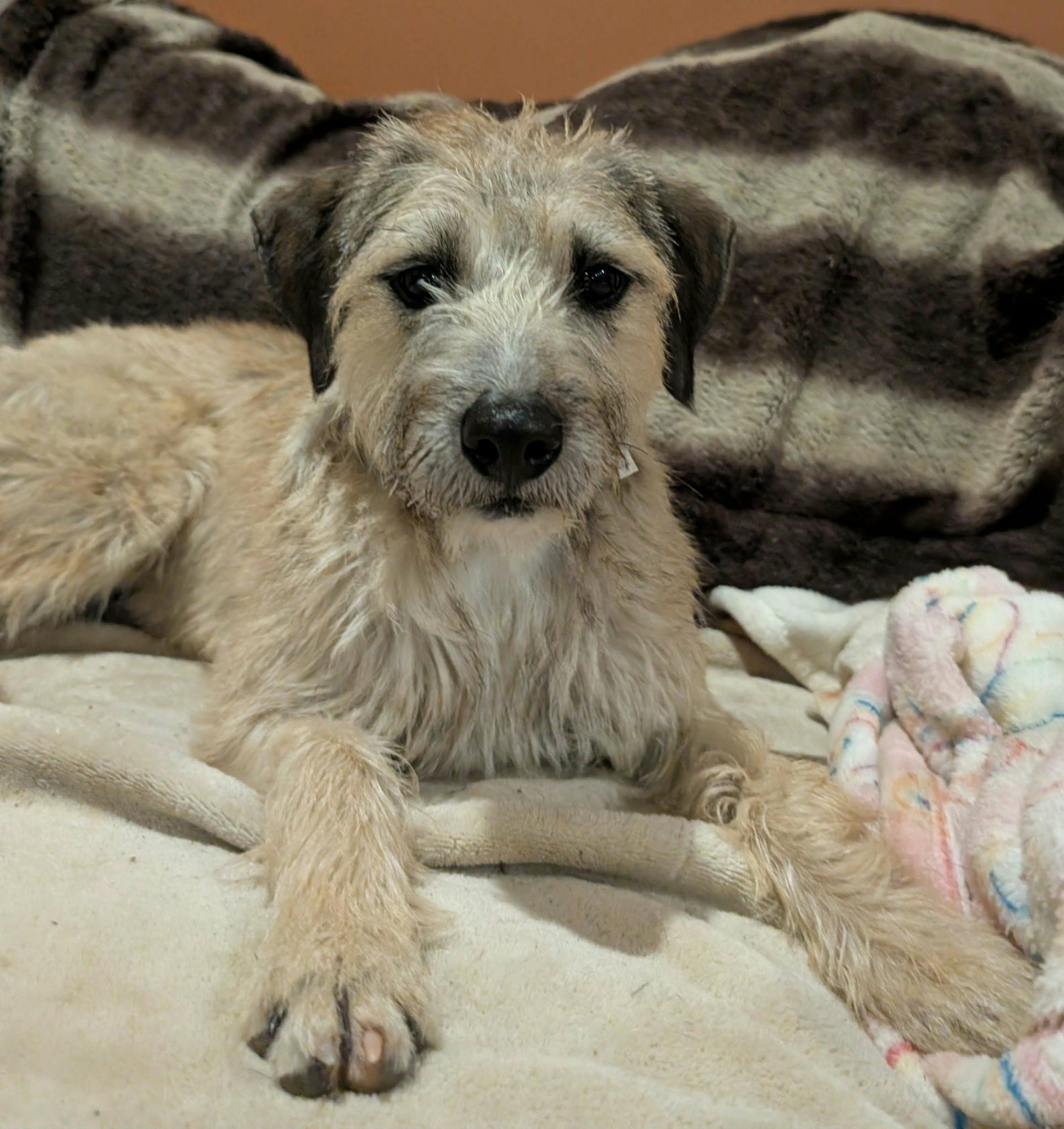 Enlarge Chloe, an adopted mixed breed in Goshen, NH image 4/6