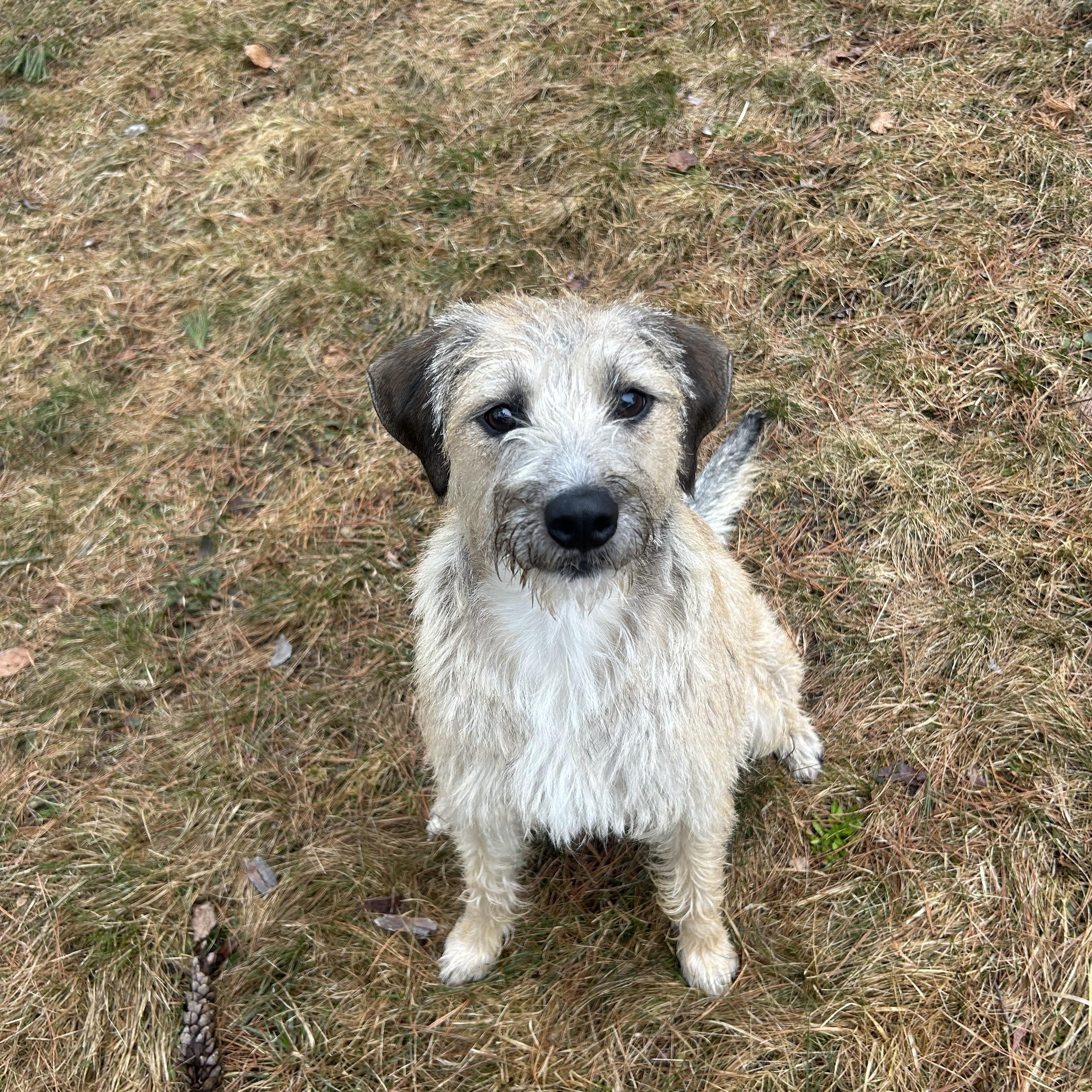 Enlarge Chloe, an adopted mixed breed in Goshen, NH image 2/6