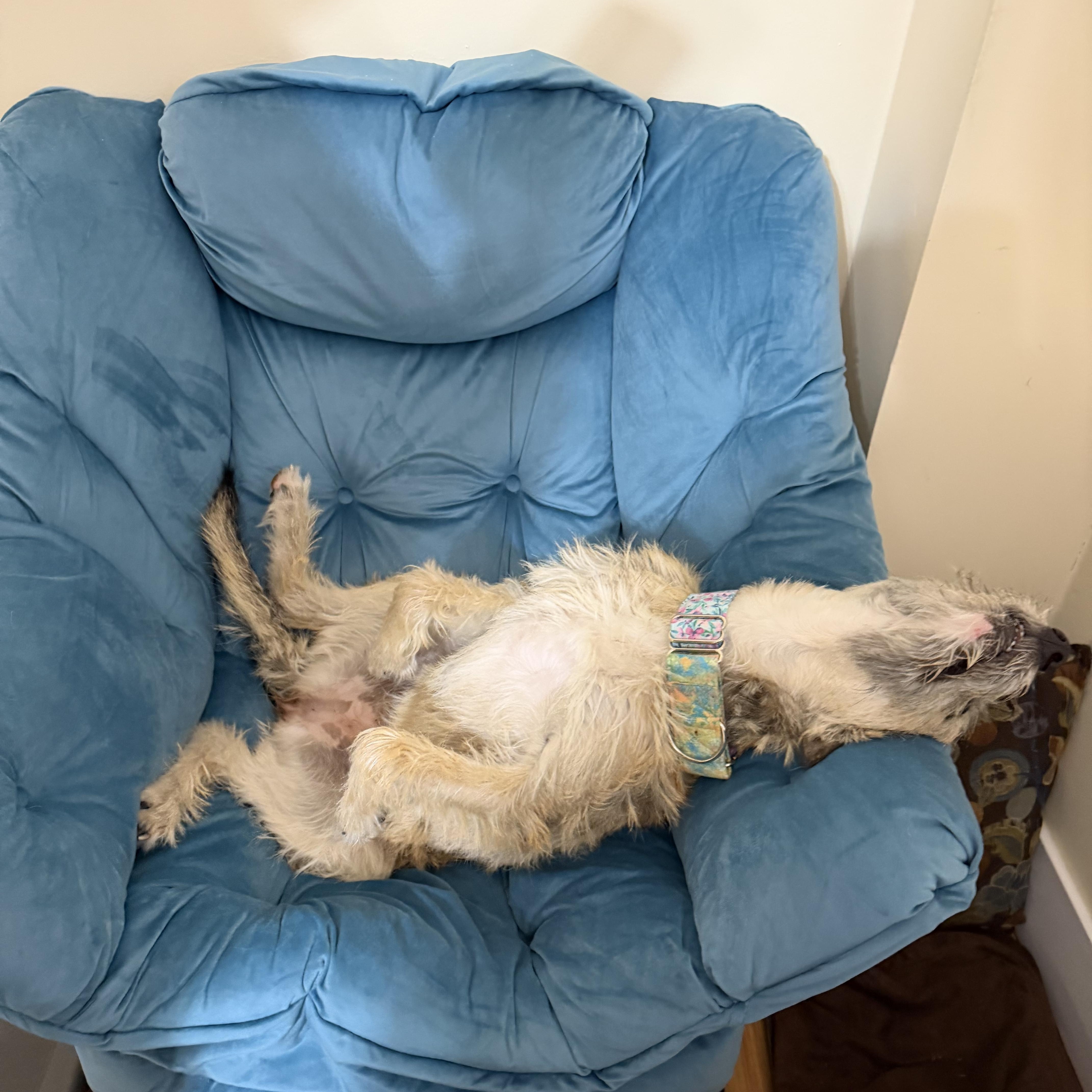 Enlarge Chloe, an adopted mixed breed in Goshen, NH image 3/6