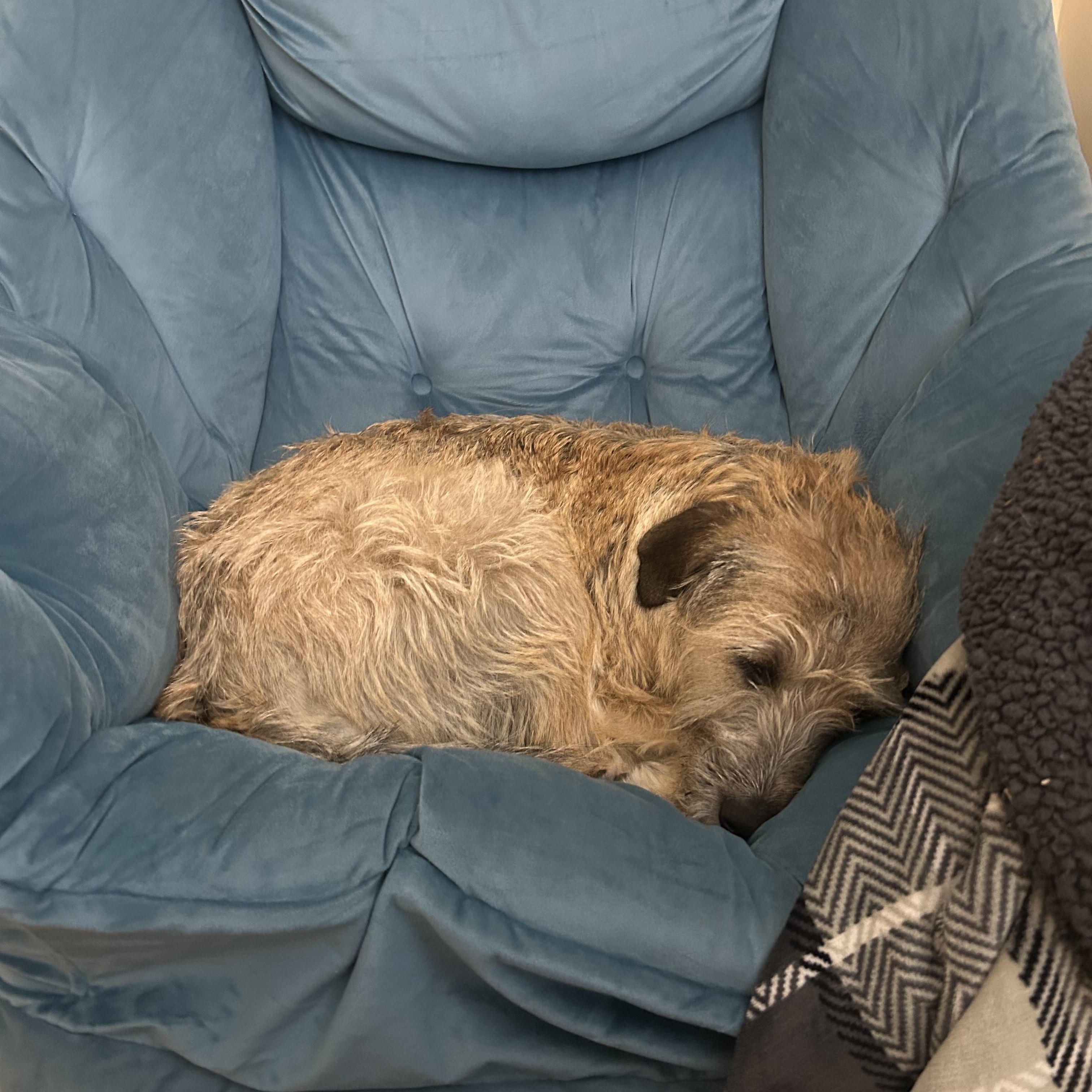 Enlarge Chloe, an adopted mixed breed in Goshen, NH image 5/6