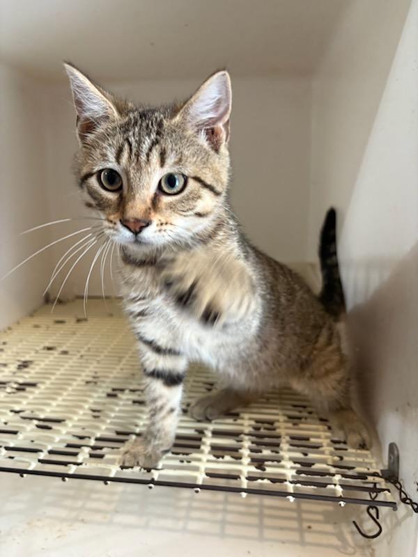 Griffon, Baby Male Tabby