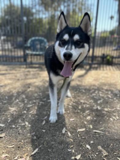 SOTO, Adoptable, Adult Male Husky.