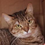 Lua, ADOPTABLE, Adult Female Domestic Short Hair.