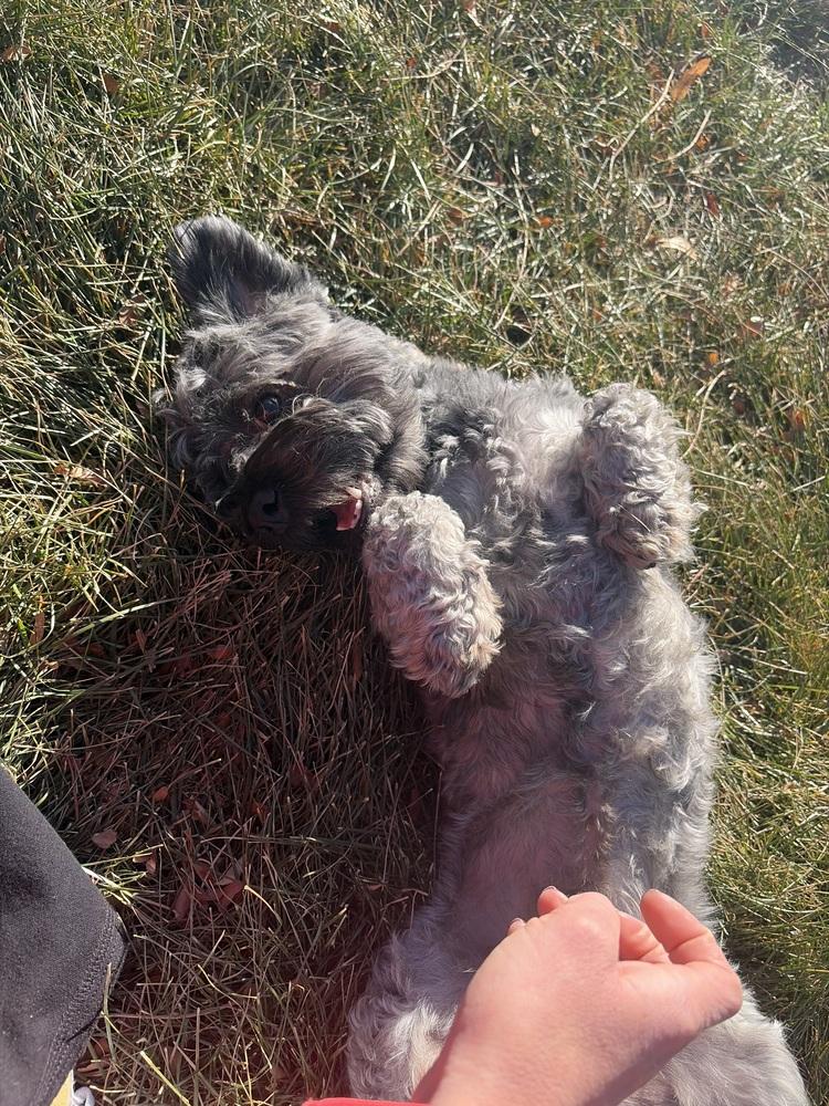 Ares, Adoptable, Adult Male Schnauzer.