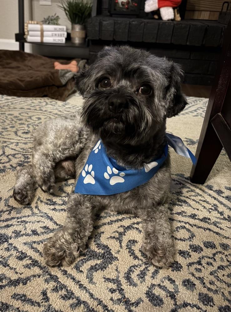 Ares, a Adoptable mixed breed in Denver, CO image 3/6