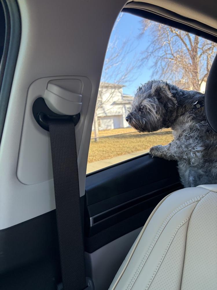 Ares, a Adoptable mixed breed in Denver, CO image 6/6