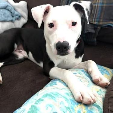 Ziggy, an adopted mixed breed in Columbia, SC image 2/6