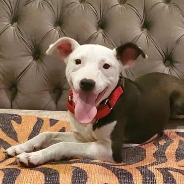 Ziggy, an adopted mixed breed in Columbia, SC image 5/6