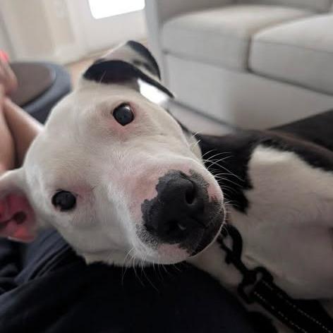 Ziggy, an adopted mixed breed in Columbia, SC image 1/6