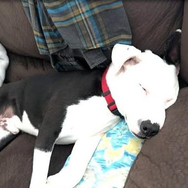 Ziggy, an adopted mixed breed in Columbia, SC image 3/6