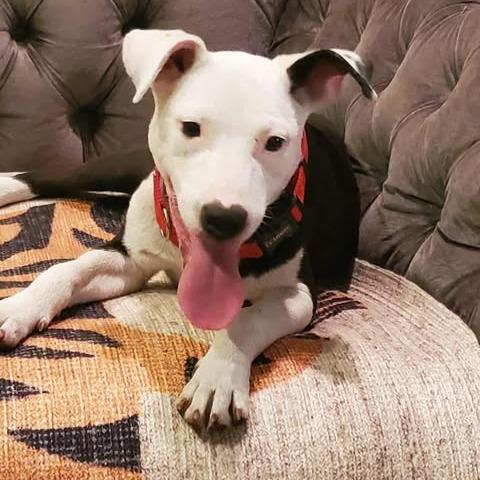 Ziggy, an adopted mixed breed in Columbia, SC image 4/6