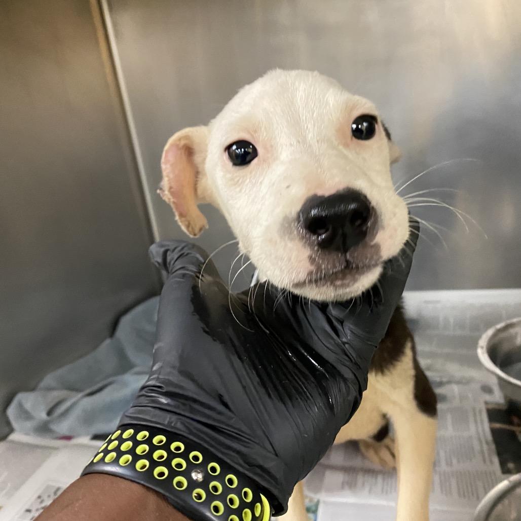 Ziggy, an adopted mixed breed in Columbia, SC image 6/6