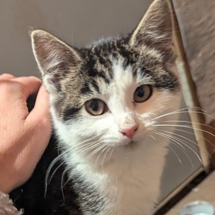 Lime, ADOPTABLE, Young Female Domestic Short Hair.