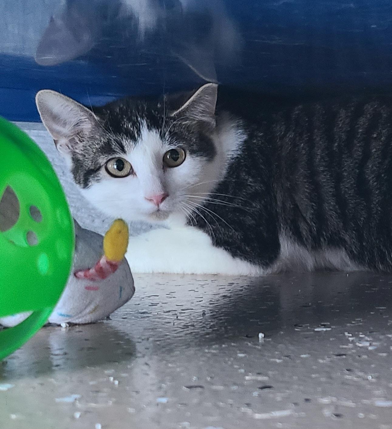 Enlarge Lime, a ADOPTABLE Domestic Short Hair in Elizabeth, IL image 2/2