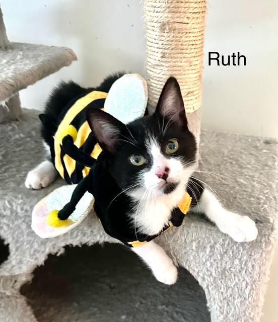 Ruth, Young Female American Shorthair