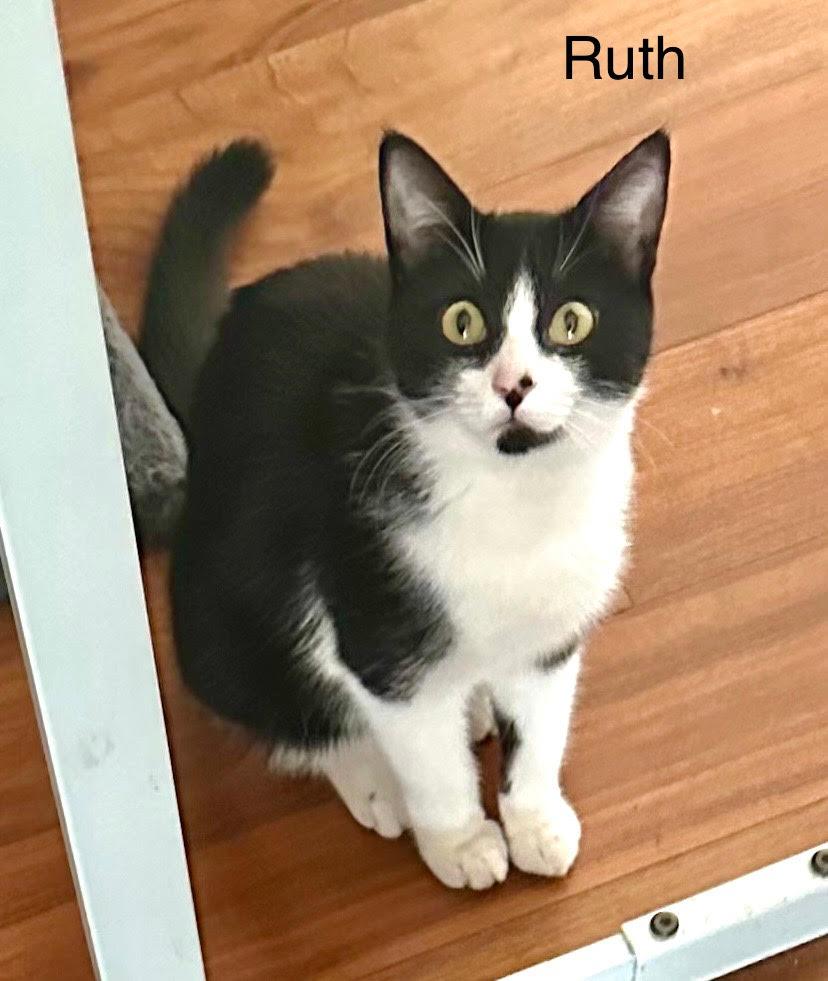 Enlarge Ruth, a Adoptable American Shorthair in Tustin, CA image 2/4