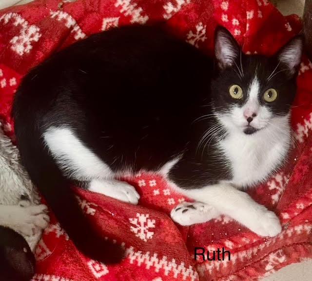 Enlarge Ruth, a Adoptable American Shorthair in Tustin, CA image 3/4