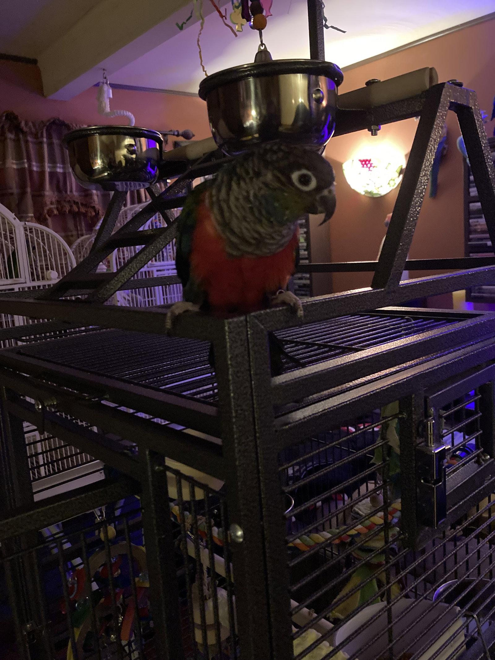 Enlarge Winston (Winny), a Adopted Conure in Belford, NJ image 2/3