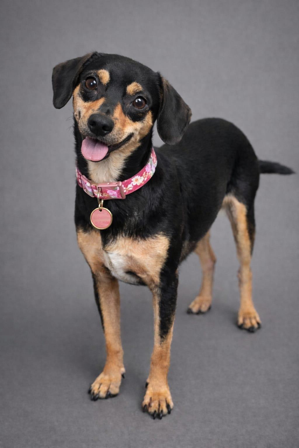 Enlarge irisa, a ADOPTABLE mixed breed in Miami, FL image 2/3