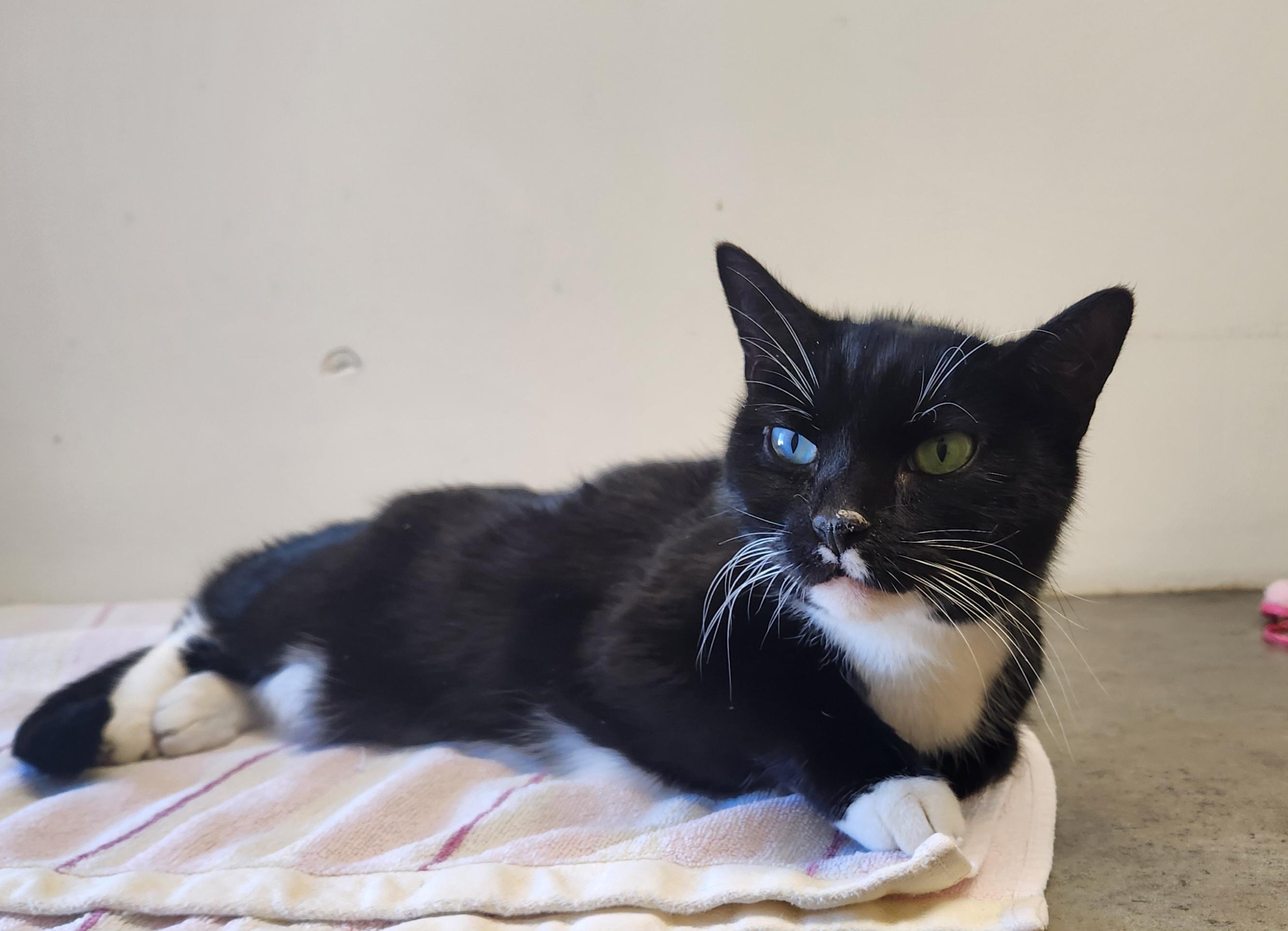 Chloe, ADOPTABLE, Senior Female Domestic Short Hair.